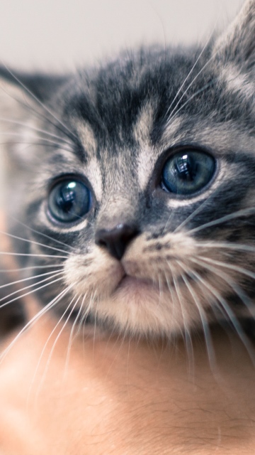 Kucing Gen Peristiwa Penting untuk Anak Kucing | NexGard®