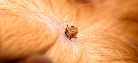 How to spot tick